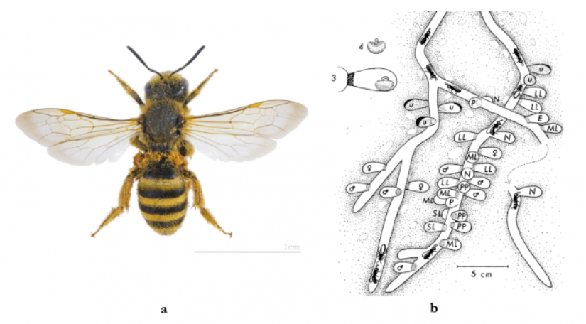 Nesting Architecture and Life Cycle Strategies in Halictid Bees: Structural Diversity, Ecological Adaptations, and Social Flexibility